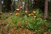 Yellow lady's slipper orchid, Kuusamo, Finland, Europe.