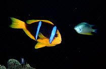 Orange fin anemonefish {Amphiprion chrysopterus} Coral Sea, Australia