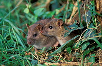 Brown rats {Rattus norvegicus} UK, Europe.