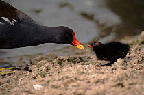 Moorhen  feeding chick, UK, Europe.