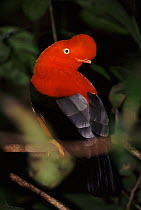 Cock-of-the-rock {Rupicola peruvianus}, male, at lek in cloud forest, Manu Biosphere Reserve, Peru.
