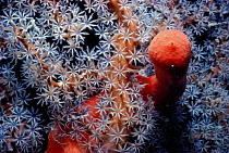 Gorgonia coral {Melithaea sp} with red sponge {Latrunculia corticata} Red Sea