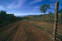 Electric fence installed for the protection of Black rhinoceros (Diceros bicornis) Lake Nakuru NP, Kenya