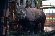 Black rhinoceros (Diceros bicornis) translocation from Tsavo West NP to Lake Nakuru NP, Kenya