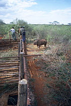 Black rhinoceros (Diceros bicornis) rescued from poachers, now being relocated, Tsavo West NP, Kenya