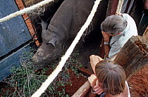 Rescued Black rhinoceros (Diceros bicornis) translocation from Tsavo NP to Nakuru NP as part of anti-poaching project, Kenya
