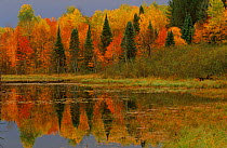 Autumn colours reflected in lake Michigan USA  Bond Falls flowerage