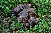 Breeding ball of Anacondas {Eunectes murinus} Venezuela - up to 10 males surround one female