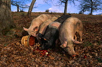 Domestic pigs, {Sus scrofa domestica} mixed breed feeding on apples, Illinois, USA