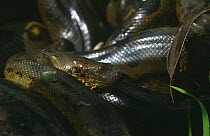Male Anaconda, wounded by Caiman, emerges from breeding ball {Eunectes murinus} Venezuela