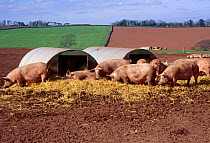 Free range Domestic pigs on pig farm {Sus scrofa domestica} Exeter, Devon, UK