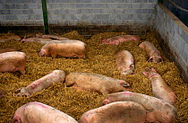 Domestic pigs indoors sleeping on straw {Sus scrofa domestica} England, UK