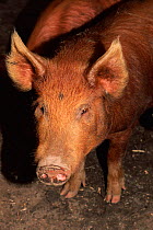 Domestic pig, Tamworth / Bluespot {Sus scrofa domestica} Woodland, England, UK