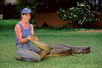 Scientist handles 16ft female Anaconda {Eunectes murinus} Venezuela