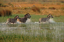 Common zebra crossing marsh, Moremi, Okvango, Botswana