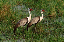 Wattled crane pair in marsh, Moremi, Okavango, Botswana