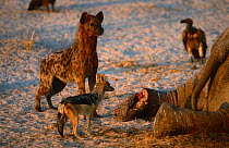 Spotted hyaena {Crocuta crocuta} and Black backed jackal {Canis mesomelas} and Vulture at Elephant carcass, Savuti NP, Botswana