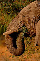 African elephant feeding on thorn tree, Moremi,  Botswana