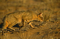African wild cat (Felis sylvestris libyca) stalks Ground squirrel burrow, South Africa