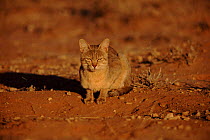 African wild cat waits by Ground squirrel burrow, Kalahari Gemsbok NP, Southern Africa