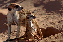 Suricate (meerkat) with young, Kalahari Gemsbok, S. Africa