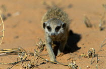 Suricate / Meerkat foraging for food {Suricata suricatta} Kalahari Gemsbok NP, South Africa