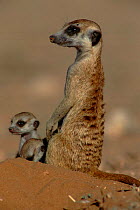 Suricate (meerkat) on look out with young, Kalahari Gemsbok, South Africa