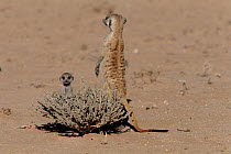 Suricate (meerkat) on look out young, Kalahari Gemsbok, South Africa