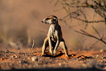 Suricate foraging {Suricata suricatta} Kalahari Gemsbok S Africa