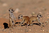 Suricate (meerkat) young - a few weeks old, Kalahari Gemsbok South Africa