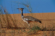 Kori bustard - Africa's heaviest flying bird - Kalahari Gemsbok South Africa