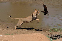 Lioness attempts to catch Hamerkop, Kalahari Gemsbok, South Africa