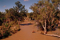 Flooded Eucalyptus forest. Chillagoe, New Queensland, Australia