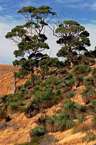 Eucalyptus trees {Eucalyptus sp} and Yaccas Kangaroo Is S Australia