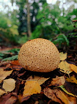 Earthball fungus, Derbyshire UK