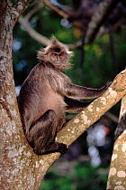 Silvered langur (Silver leaf) monkey {Presbytis cristata}, Malaysia