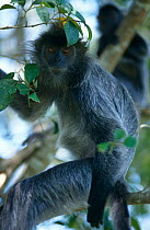 Silvered langur / leaf monkey {Trachypithecus cristatus / Presbytis cristata} Malaysia