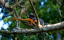 Silvered langur / leaf monkey, mother grooming young {Trachypithecus cristatus / Presbytis cristata} Malaysia