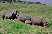 Hippopotamus family on land, Ngorongoro Crater, Tanzania