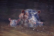 Hippopotamus with baby in water, Serengeti NP, Tanzania