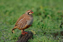 Red legged partridge in field, Worcestershire, UK