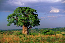 Baobab tree (Adansonia sp.) Tarangire NP, Tanzania, East Africa