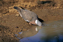 Wood pigeon drinking {Columba palumbus} Worcestershire UK