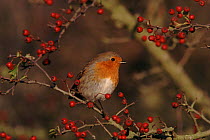 Robin in Hawthorn bush with berries, England,  UK