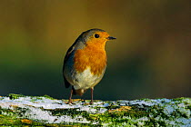 Robin perched {Erithacus rubecula} Worcestershire UK