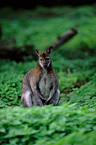 Red necked wallaby now naturalised in the UK, Europe.