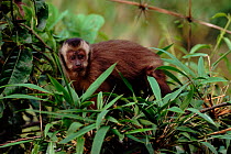 Large headed capuchin (Sapajus macrocephalus) in cloudforest, Manu, Peru, South-America.
