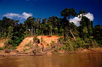 Amazonian lowland rainforest and Manu River, Manu Biosphere Reserve,  Peru, South-America.