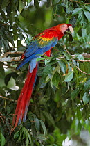 Scarlet macaw {Ara macao} feeding on seed pods, Manu NP, Peru, Amazon rainforest, South America