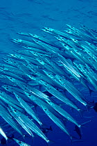Chevron barracuda fish schooling, Yap, Micronesia